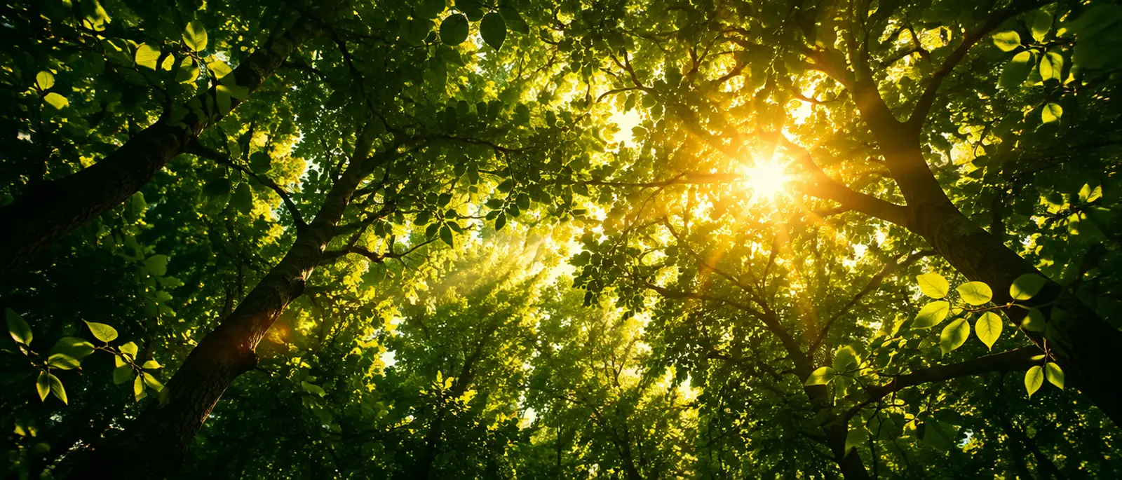 Sunlight through a green tree canopy